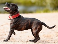 Staffordshire Bull Terrier thumbnail